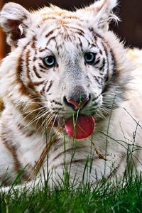 Preview wallpaper tiger, striped, grass, holiday, face