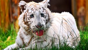 Preview wallpaper tiger, striped, grass, holiday, face