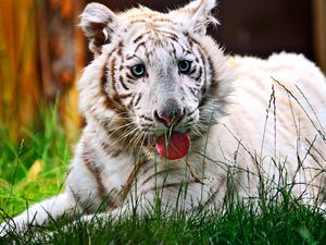 Preview wallpaper tiger, striped, grass, holiday, face