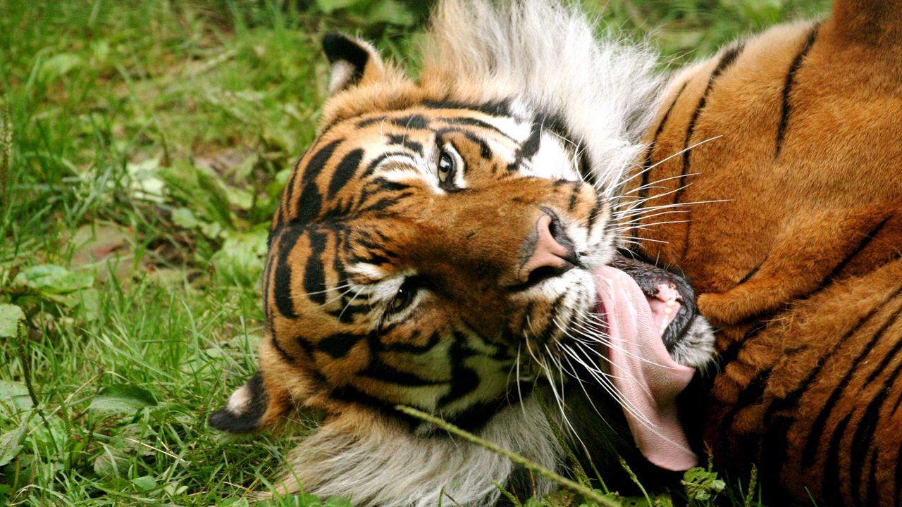 Wallpaper tiger, striped, lick, tongue