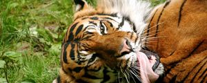 Preview wallpaper tiger, striped, lick, tongue