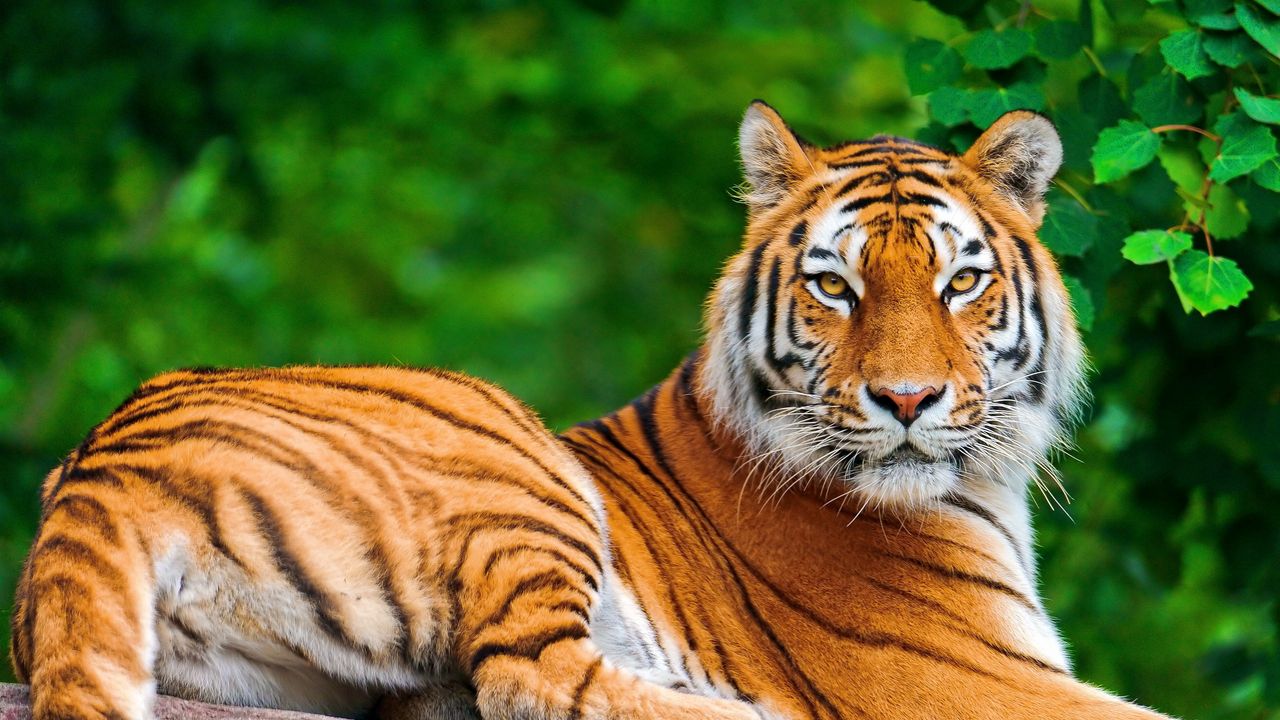 Wallpaper tiger, striped, lie, look, predator