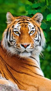 Preview wallpaper tiger, striped, lie, look, predator