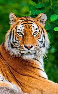 Preview wallpaper tiger, striped, lie, look, predator