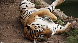 Preview wallpaper tiger, striped, lie, play, predator