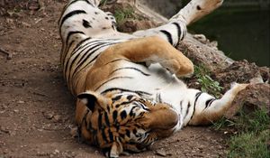 Preview wallpaper tiger, striped, lie, play, predator