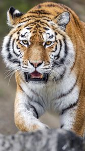 Preview wallpaper tiger, striped, paws, predator, animal, big cat
