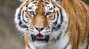 Preview wallpaper tiger, striped, paws, predator, animal, big cat