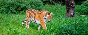 Preview wallpaper tiger, striped, predator, big cat, grass