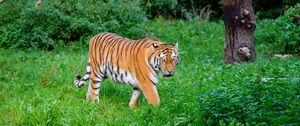 Preview wallpaper tiger, striped, predator, big cat, grass