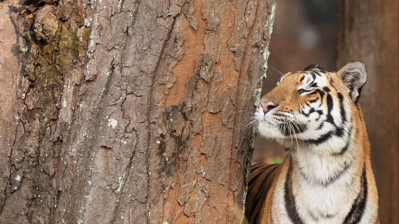 Wallpaper tiger, striped, predator, big cat, tree, bark