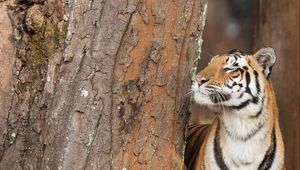 Preview wallpaper tiger, striped, predator, big cat, tree, bark