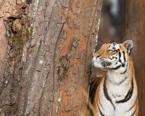 Preview wallpaper tiger, striped, predator, big cat, tree, bark