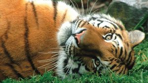 Preview wallpaper tiger, striped, predator, big cat