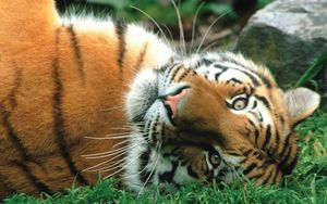 Preview wallpaper tiger, striped, predator, big cat