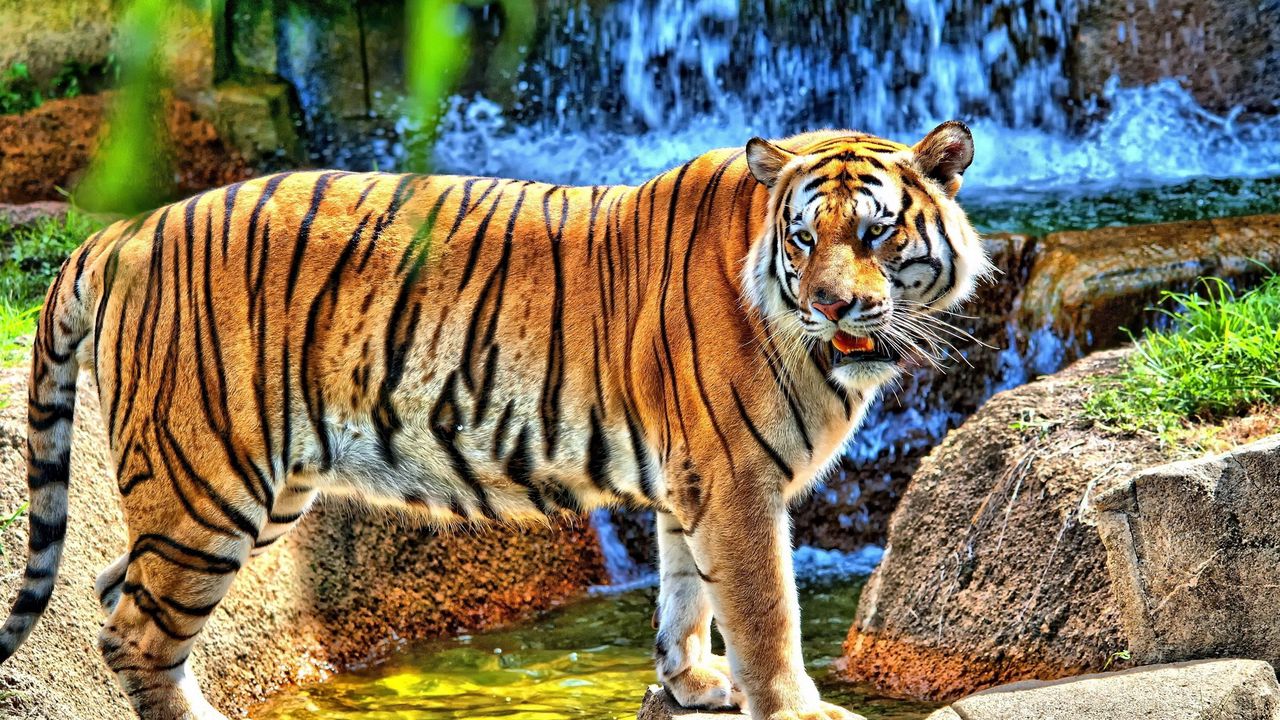 Wallpaper tiger, striped, predator, teeth, stones, grass, walk