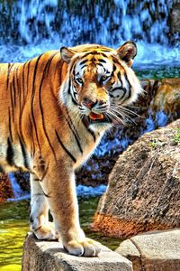 Preview wallpaper tiger, striped, predator, teeth, stones, grass, walk