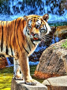 Preview wallpaper tiger, striped, predator, teeth, stones, grass, walk