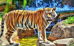 Preview wallpaper tiger, striped, predator, teeth, stones, grass, walk