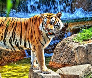 Preview wallpaper tiger, striped, predator, teeth, stones, grass, walk