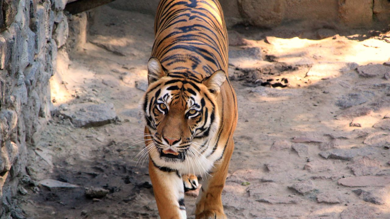 Wallpaper tiger, striped, predator