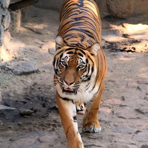 Preview wallpaper tiger, striped, predator