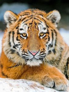 Preview wallpaper tiger, striped, predator, baby