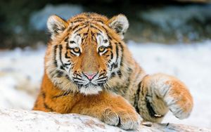 Preview wallpaper tiger, striped, predator, baby