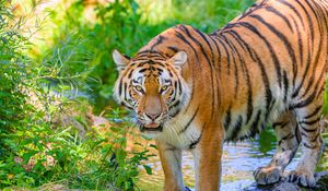 Preview wallpaper tiger, striped, predator, big cat, water
