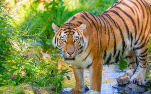 Preview wallpaper tiger, striped, predator, big cat, water