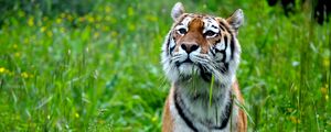 Preview wallpaper tiger, stripes, predator, big cat