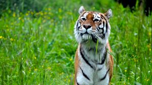 Preview wallpaper tiger, stripes, predator, big cat