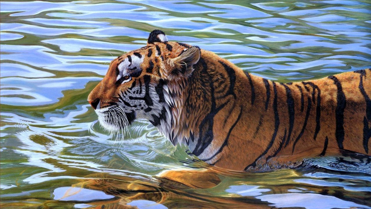 Wallpaper tiger, stripes, water, swim