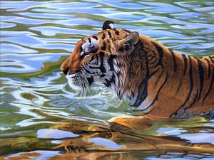 Preview wallpaper tiger, stripes, water, swim