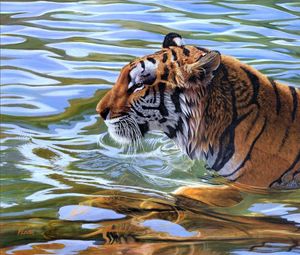 Preview wallpaper tiger, stripes, water, swim
