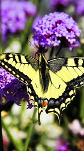 Preview wallpaper tiger swallowtail, butterfly, macro, flowers