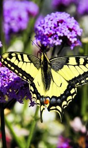 Preview wallpaper tiger swallowtail, butterfly, macro, flowers