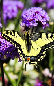 Preview wallpaper tiger swallowtail, butterfly, macro, flowers