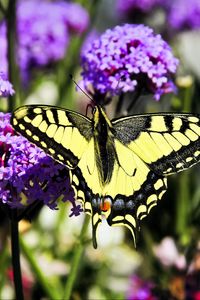 Preview wallpaper tiger swallowtail, butterfly, macro, flowers