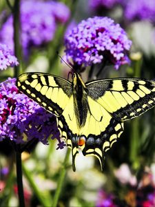 Preview wallpaper tiger swallowtail, butterfly, macro, flowers