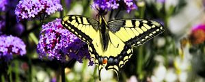 Preview wallpaper tiger swallowtail, butterfly, macro, flowers