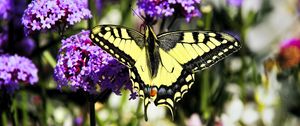 Preview wallpaper tiger swallowtail, butterfly, macro, flowers