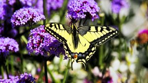 Preview wallpaper tiger swallowtail, butterfly, macro, flowers