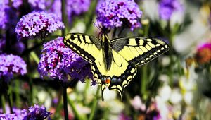 Preview wallpaper tiger swallowtail, butterfly, macro, flowers