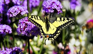 Preview wallpaper tiger swallowtail, butterfly, macro, flowers