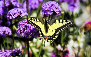 Preview wallpaper tiger swallowtail, butterfly, macro, flowers