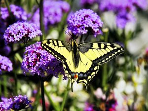 Preview wallpaper tiger swallowtail, butterfly, macro, flowers