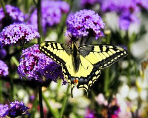 Preview wallpaper tiger swallowtail, butterfly, macro, flowers