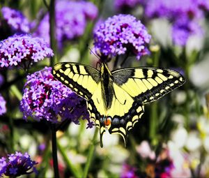 Preview wallpaper tiger swallowtail, butterfly, macro, flowers