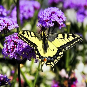 Preview wallpaper tiger swallowtail, butterfly, macro, flowers